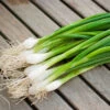 Nebuka Evergreen Bunching Onion