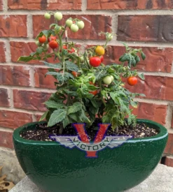 Micro-Tina Tomato