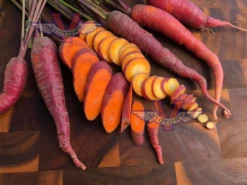 Cosmic Purple Carrot