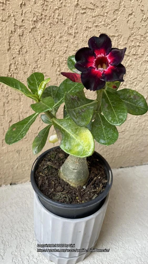 Desert Rose - Image 2