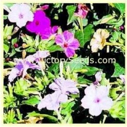 Four O'Clocks (Marvel Of Peru)