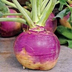 American Purple Top Rutabaga (Swede)