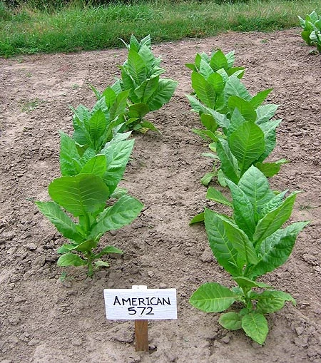 American 572 Tobacco - Image 2