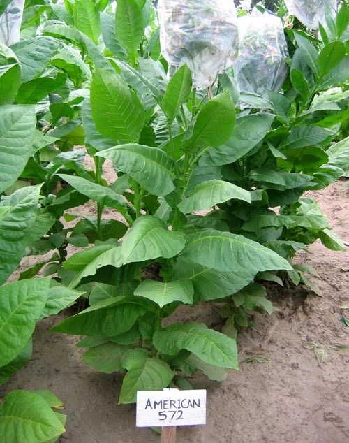 American 572 Tobacco - Image 3