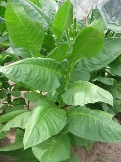 American 572 Tobacco