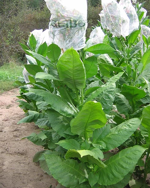 American 572 Tobacco - Image 4