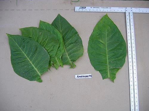 American 572 Tobacco - Image 5