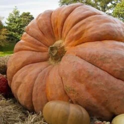 Dill's Atlantic Giant Pumpkin