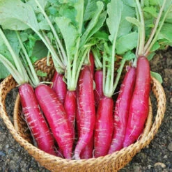 Red Bartender Radish