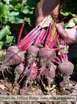 Early Wonder Tall Top Beet - Image 3