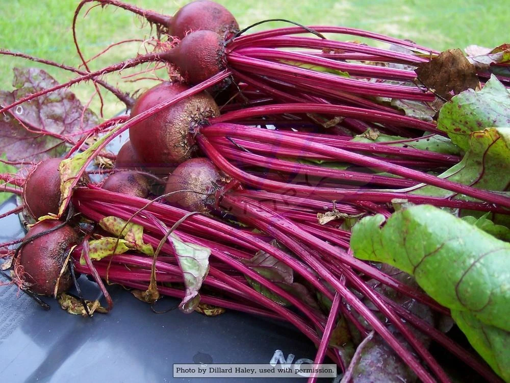 Ruby Queen Beet - Image 2