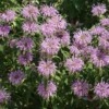 Wild Bergamot (Bee Balm)