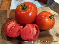 Better Boy F1 Tomato