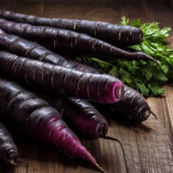 Black Spanish Carrot