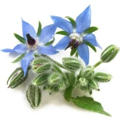 Borage