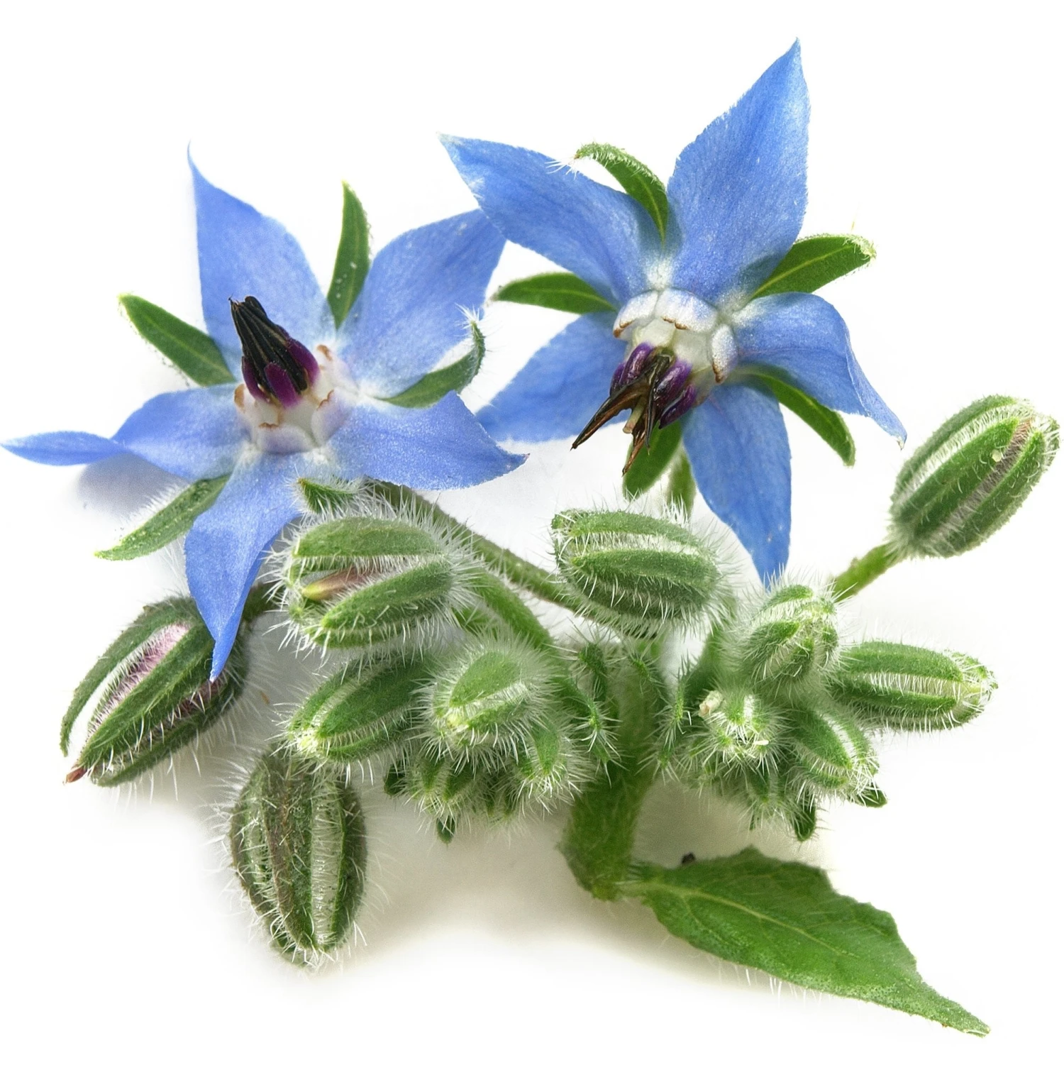 Borage