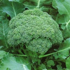 Green Sprouting Calabrese Broccoli