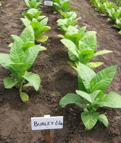Burley 64 Tobacco
