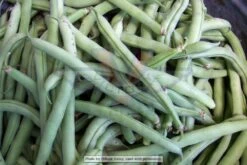 Topcrop (Top Crop) Bush Green Bean