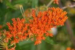 Butterfly Milkweed