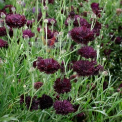 Cornflower 'Black Ball' (Bachelor's Buttons)
