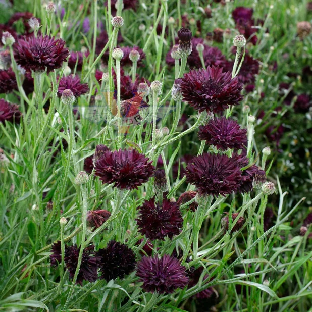 Cornflower 'Black Ball' (Bachelor's Buttons)