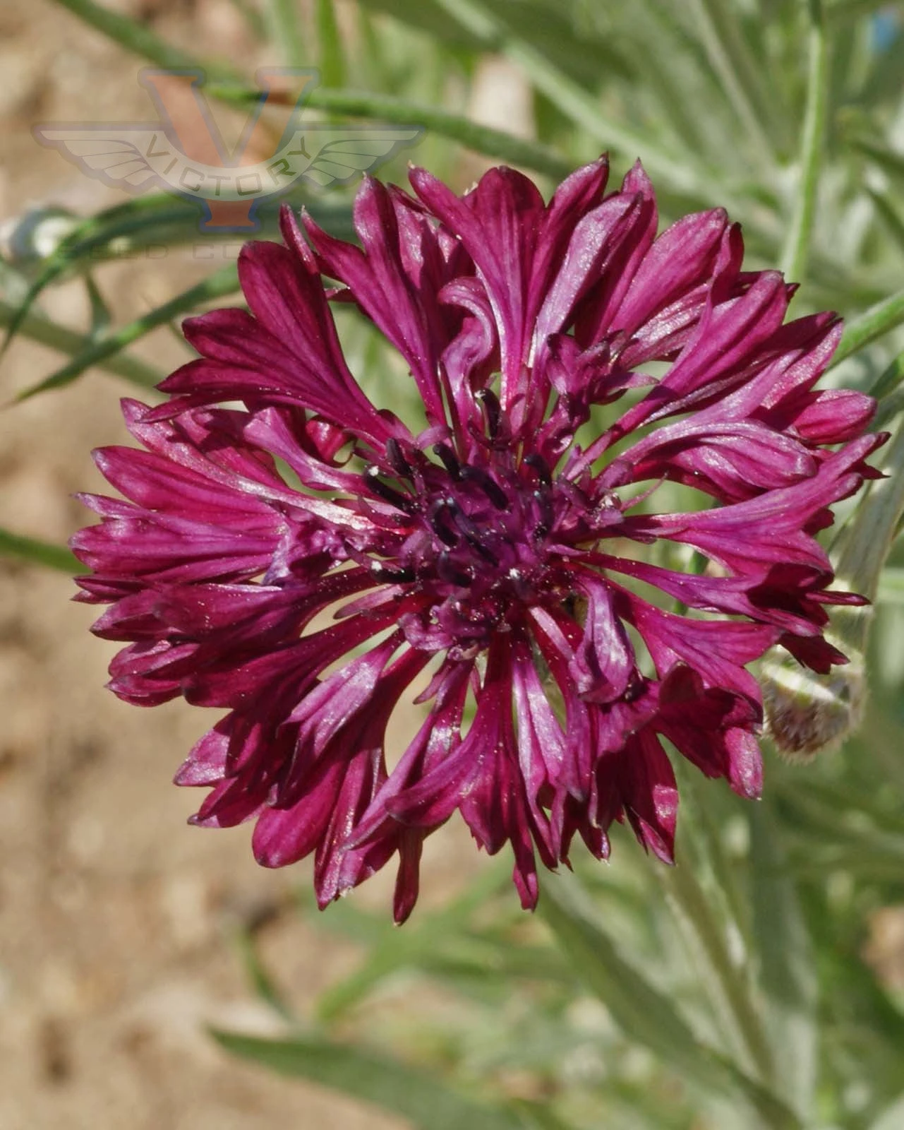 Cornflower 'Black Ball' (Bachelor's Buttons) - Image 2