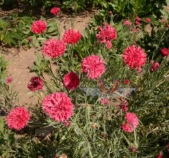Cornflower, Tall Red (Bachelor's Buttons)