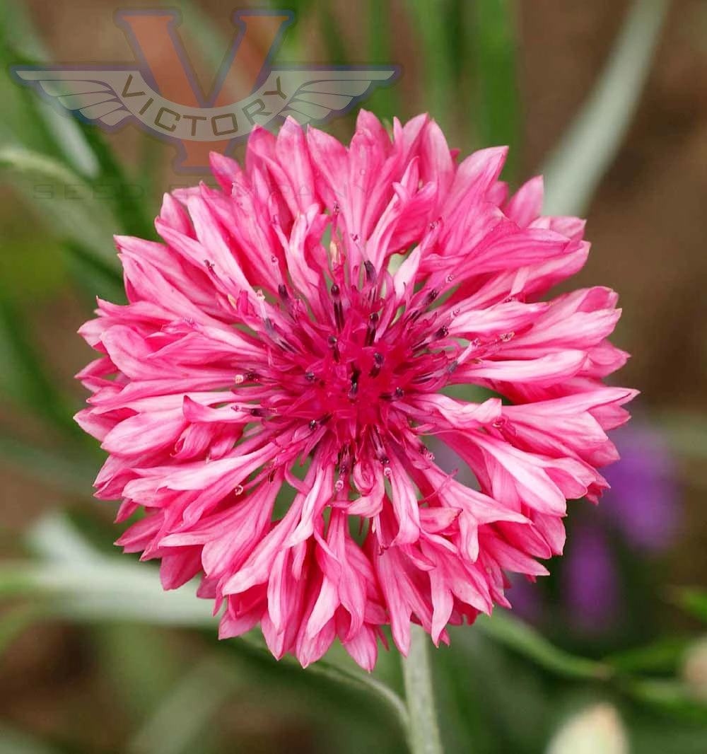 Cornflower, Tall Red (Bachelor's Buttons) - Image 2