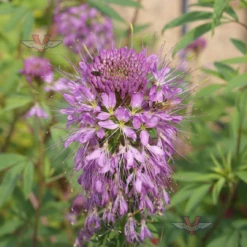 Rocky Mountain Beeplant