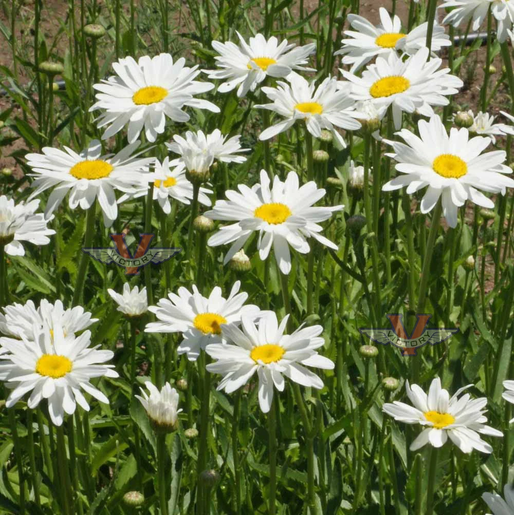 Daisy, Shasta 'Alaska'
