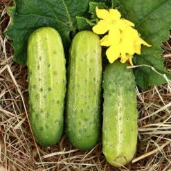 Calypso F1 Cucumber