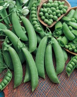 Cascadia Snap Pea