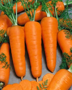 Royal Chantenay Carrot