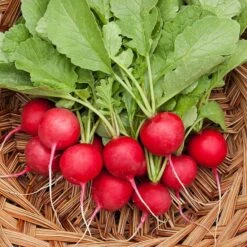 Cherry Belle Radish