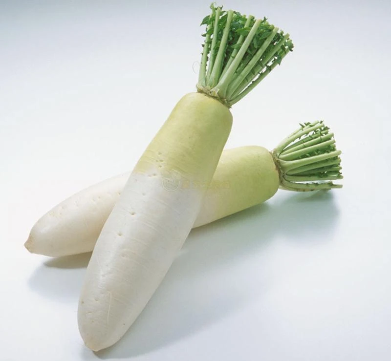 Chinese White Winter Radish
