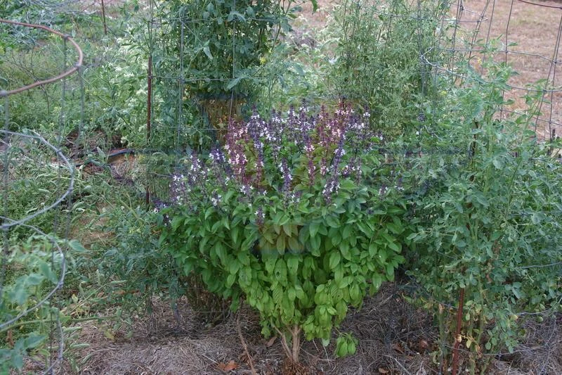 Basil, Cinnamon - Image 2