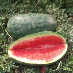 Congo Watermelon