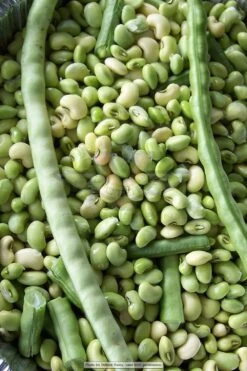 Big Boy Southern Pea