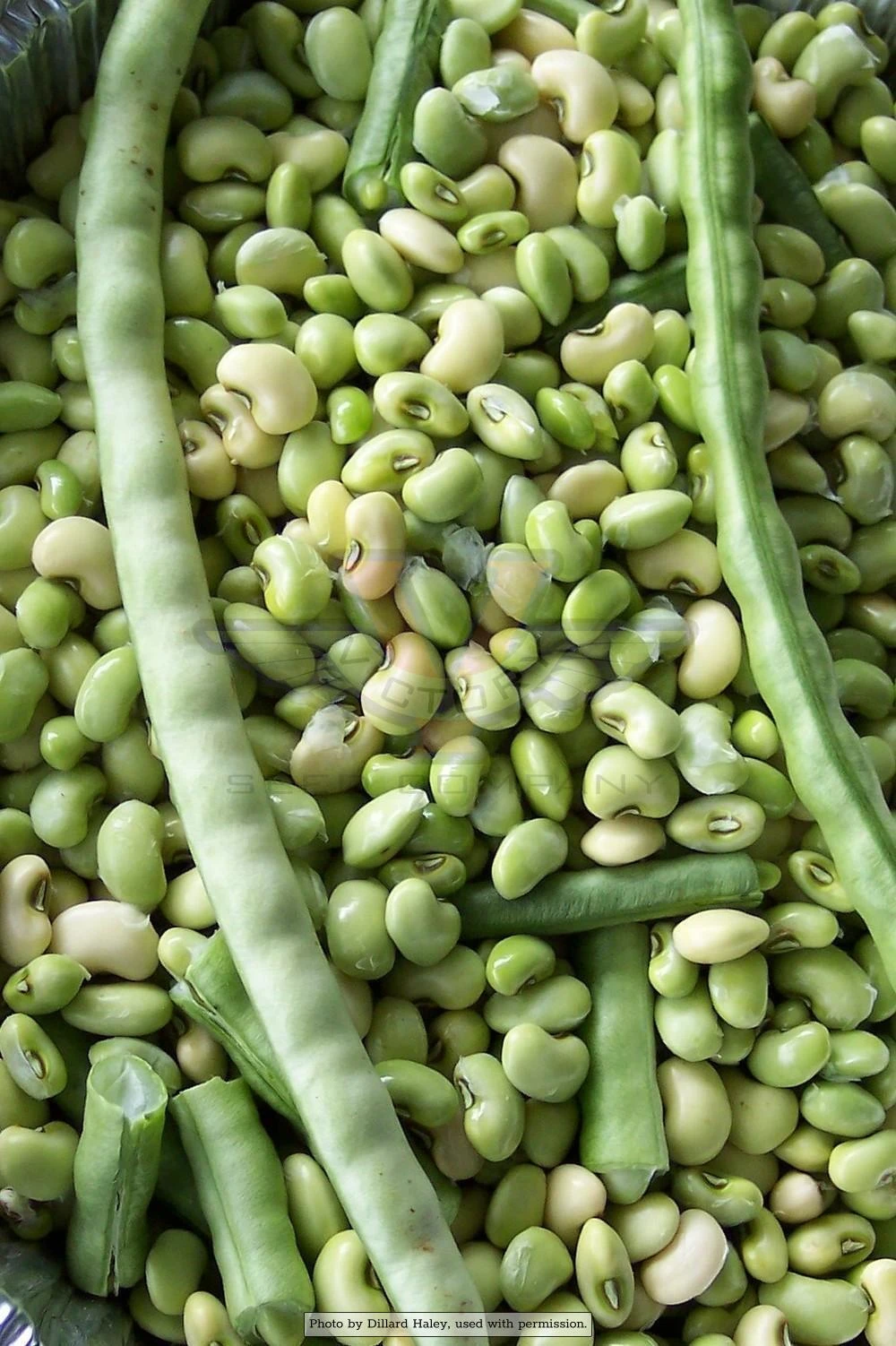 Big Boy Southern Pea