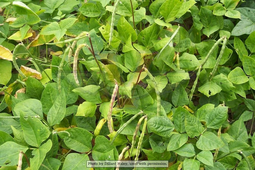 Big Boy Southern Pea - Image 2