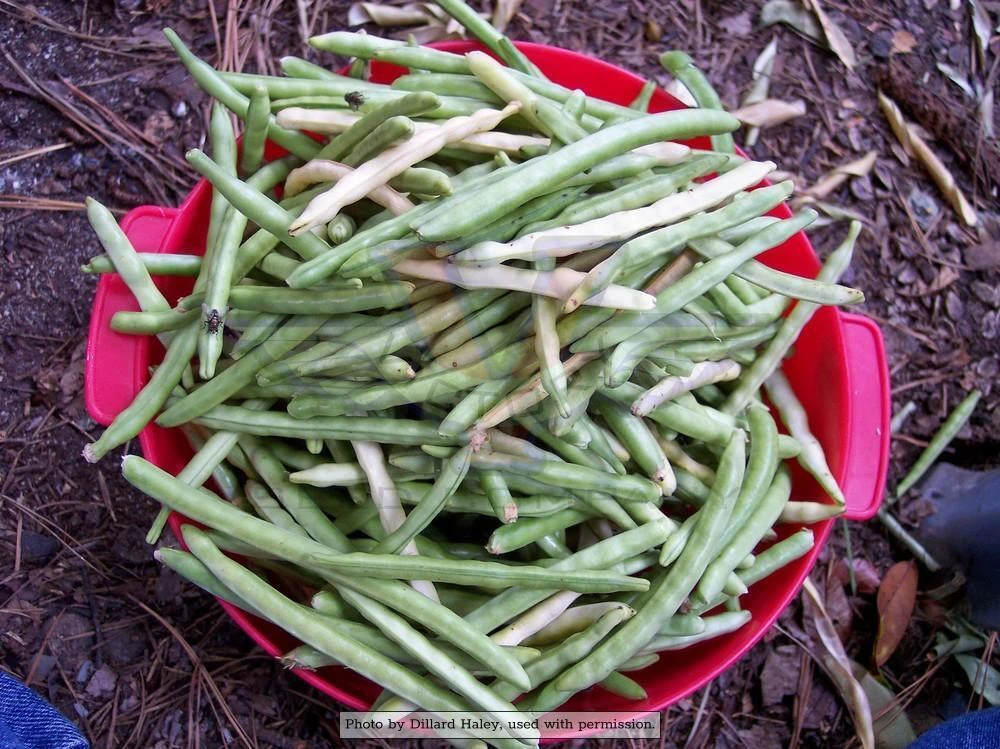 Lady Southern Pea - Image 2