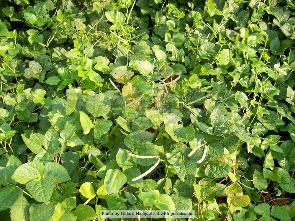 Lady Southern Pea - Image 3