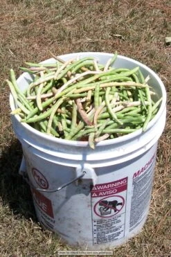 White Acre Southern Pea