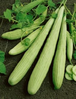 Armenian Pale Green Cucumber