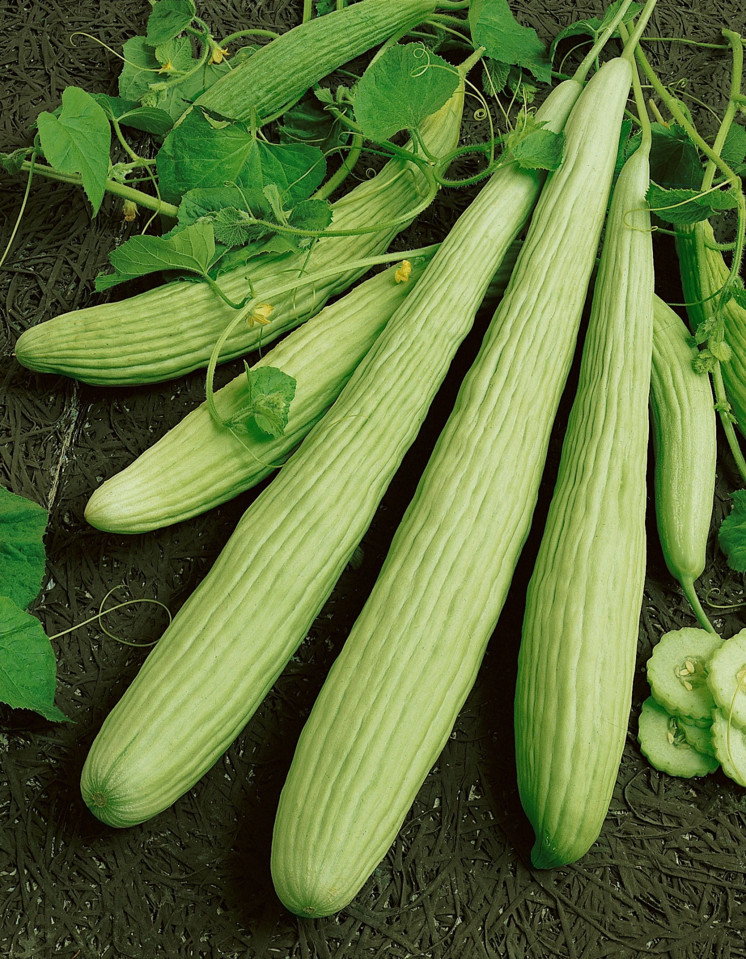 Armenian Pale Green Cucumber