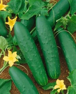 Double Yield Cucumber
