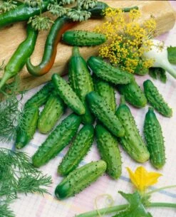 Parisian Gherkin F1 Cucumber