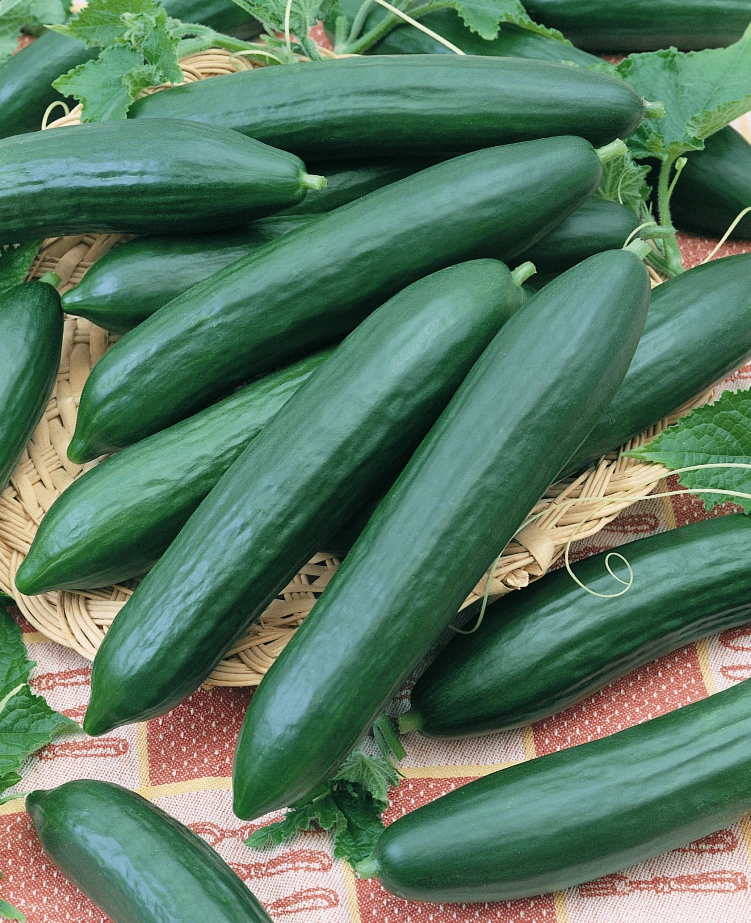 Tendergreen Burpless Cucumber