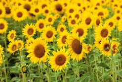 Black Oil Sunflower